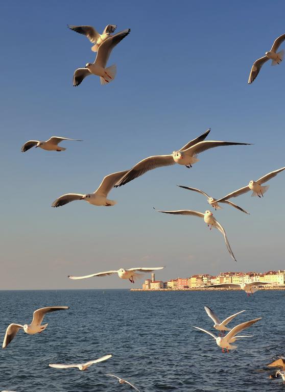 Apartments Vesna Portorož Dış mekan fotoğraf